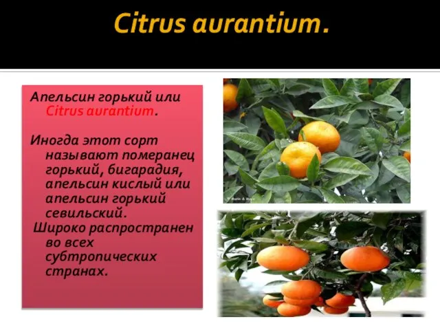 Citrus aurantium. Апельсин горький или Citrus aurantium. Иногда этот сорт называют