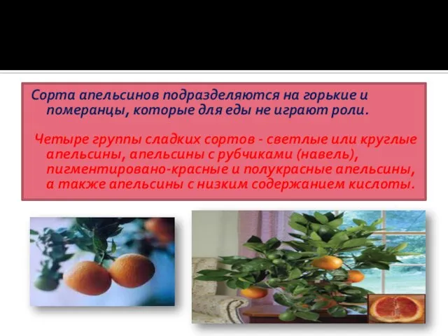 Сорта апельсинов подразделяются на горькие и померанцы, которые для еды не