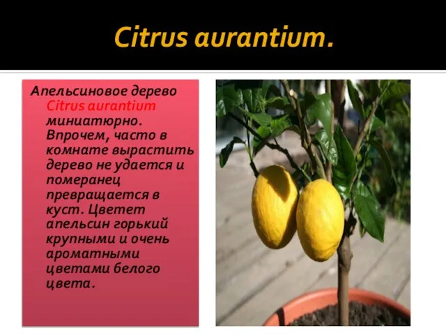 Citrus aurantium. Апельсиновое дерево Citrus aurantium миниатюрно. Впрочем, часто в комнате