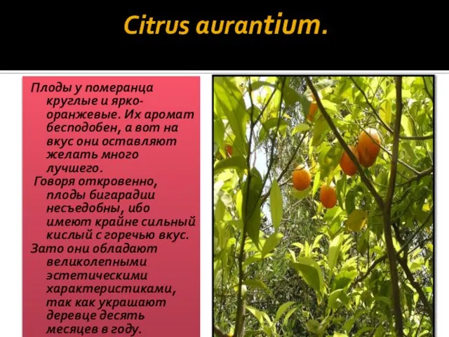 Citrus aurantium. Плоды у померанца круглые и ярко-оранжевые. Их аромат бесподобен,