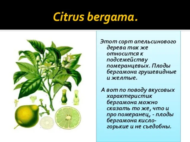 Citrus bergama. Этот сорт апельсинового дерева так же относится к подсемейству