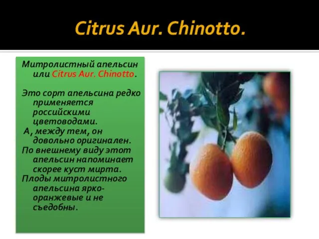 Citrus Aur. Chinotto. Митролистный апельсин или Citrus Aur. Chinotto. Это сорт