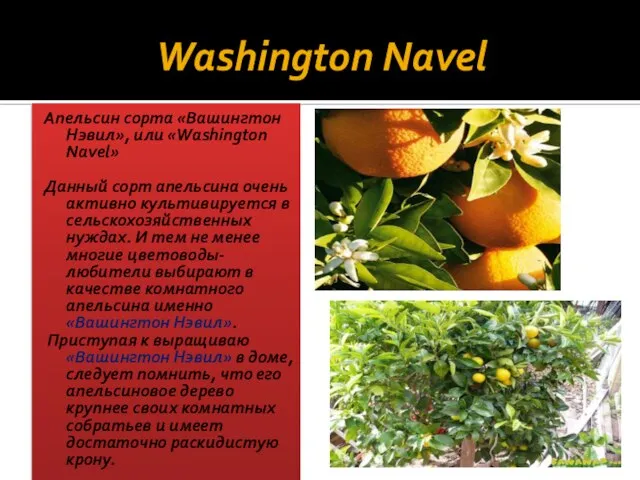 Washington Navel Апельсин сорта «Вашингтон Нэвил», или «Washington Navel» Данный сорт