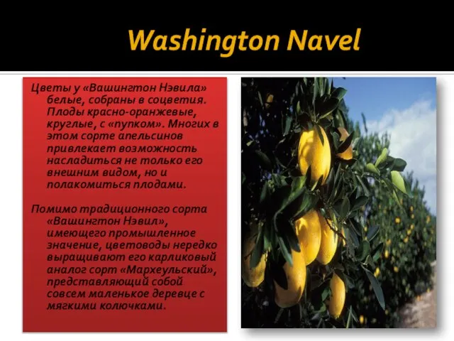 «»Washington Navel Цветы у «Вашингтон Нэвила» белые, собраны в соцветия. Плоды
