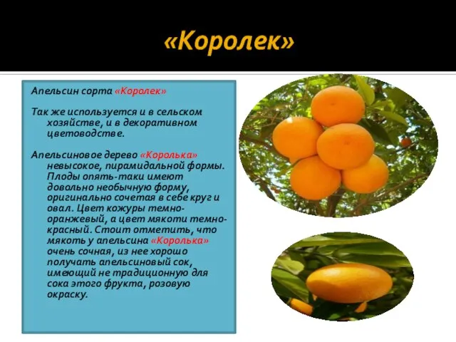 «Королек» Апельсин сорта «Королек» Так же используется и в сельском хозяйстве,