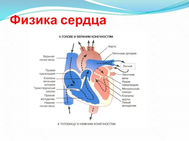 Физика сердца