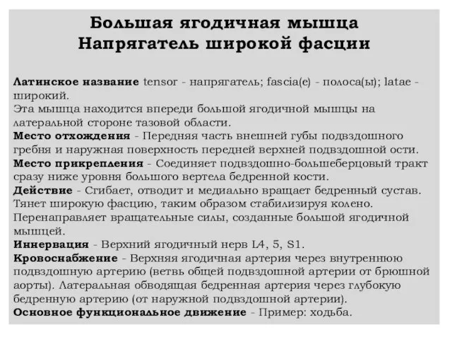 Большая ягодичная мышца Напрягатель широкой фасции Латинское название tensor - напрягатель;