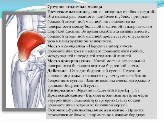 Средняя ягодичная мышца Греческое название gloutos - ягодицы; medius -средний. Эта