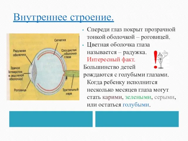 Внутреннее строение. Спереди глаз покрыт прозрачной тонкой оболочкой – роговицей. Цветная