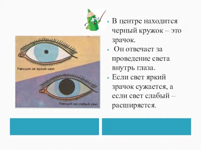 В центре находится черный кружок – это зрачок. Он отвечает за