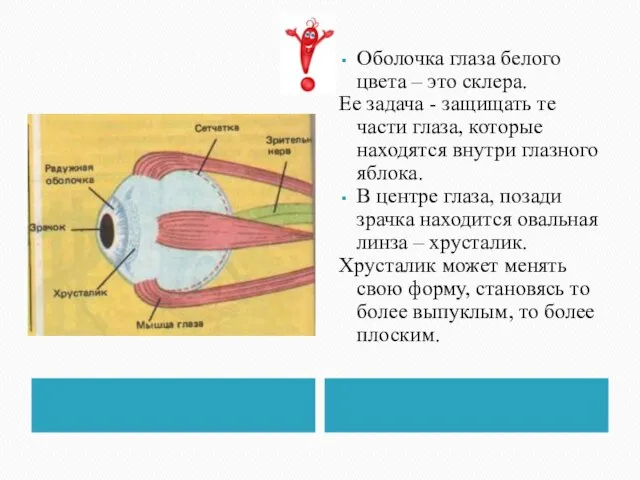 Оболочка глаза белого цвета – это склера. Ее задача - защищать