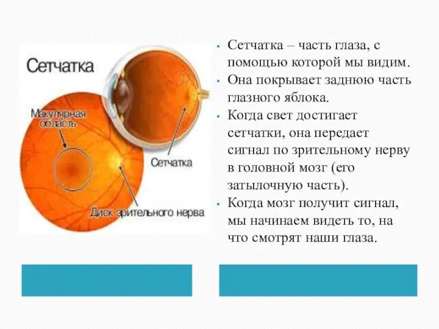 Сетчатка – часть глаза, с помощью которой мы видим. Она покрывает