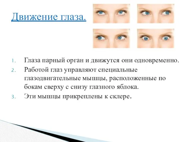 Глаза парный орган и движутся они одновременно. Работой глаз управляют специальные