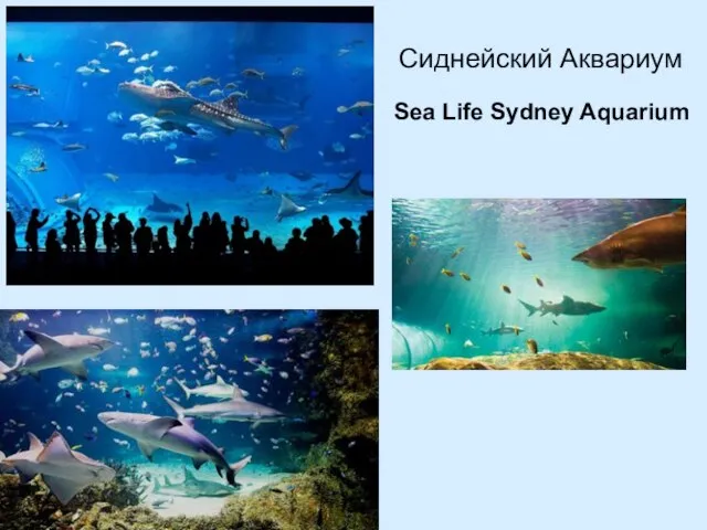 Сиднейский Аквариум Sea Life Sydney Aquarium