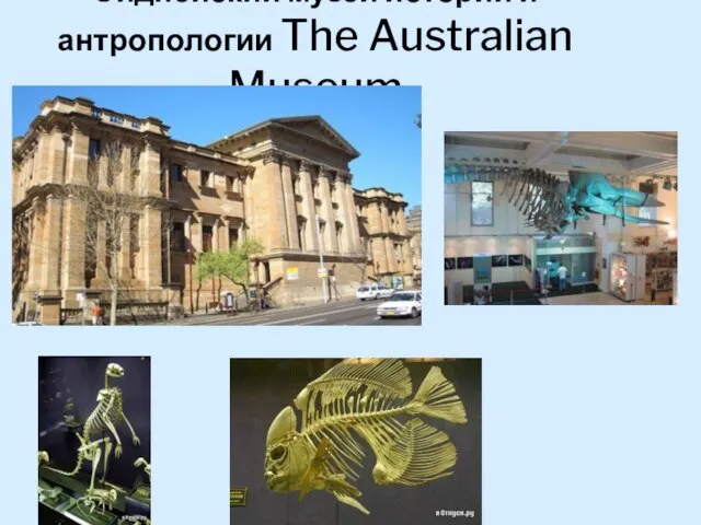 Сиднейский музей истории и антропологии The Australian Museum