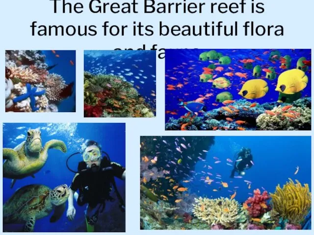 The Great Barrier reef is famous for its beautiful flora and fauna