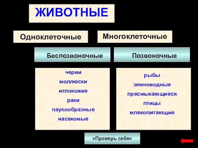 Одноклеточные Многоклеточные ЖИВОТНЫЕ черви моллюски иглокожие раки паукообразные насекомые рыбы земноводные