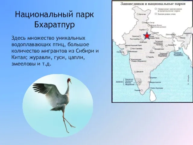 Национальный парк Бхаратпур Здесь множество уникальных водоплавающих птиц, большое количество мигрантов