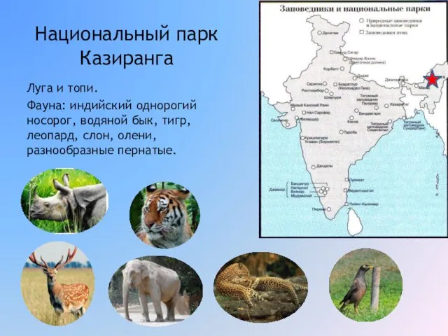 Национальный парк Казиранга Луга и топи. Фауна: индийский однорогий носорог, водяной