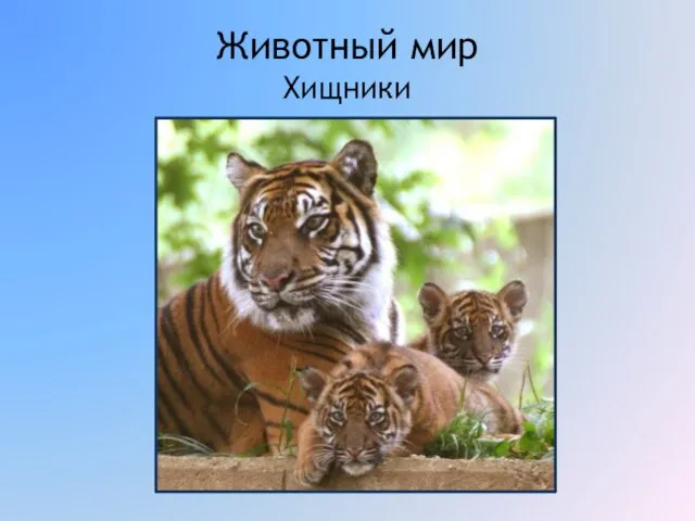 Животный мир Хищники