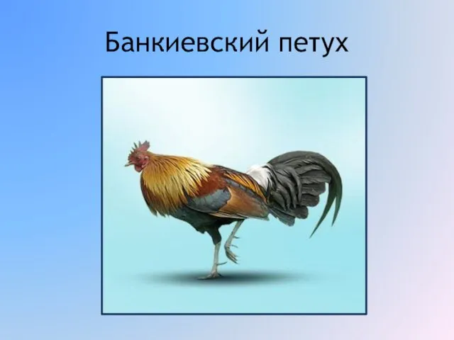 Банкиевский петух