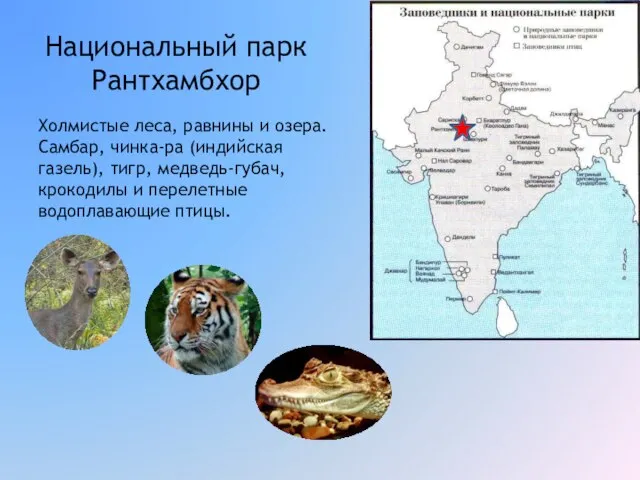 Национальный парк Рантхамбхор Холмистые леса, равнины и озера. Самбар, чинка-ра (индийская