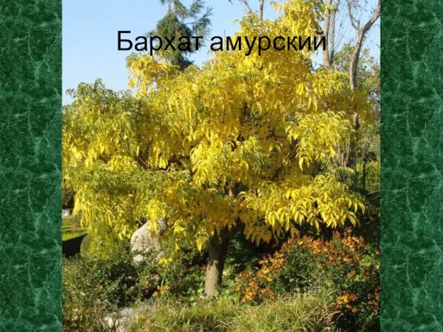 Бархат амурский