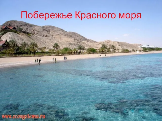 Побережье Красного моря