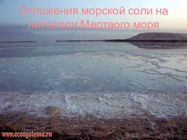 Отложения морской соли на литорали Мертвого моря