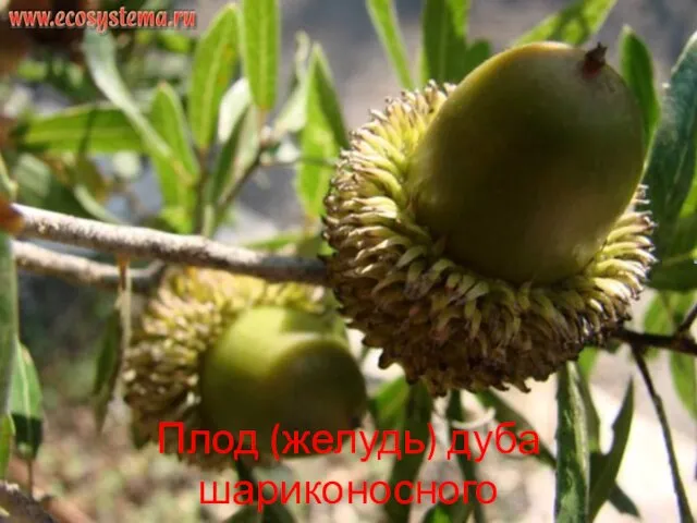 Плод (желудь) дуба шариконосного