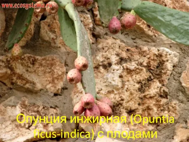 Опунция инжирная (Opuntia ficus-indica) с плодами