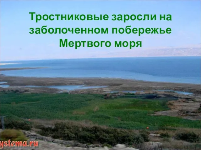 Тростниковые заросли на заболоченном побережье Мертвого моря