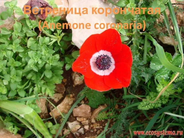 Ветреница корончатая (Anemone coronaria)