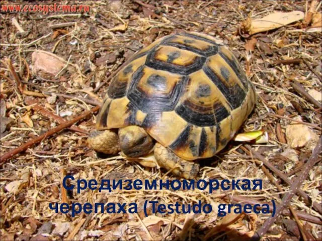 Средиземноморская черепаха (Testudo graeca)