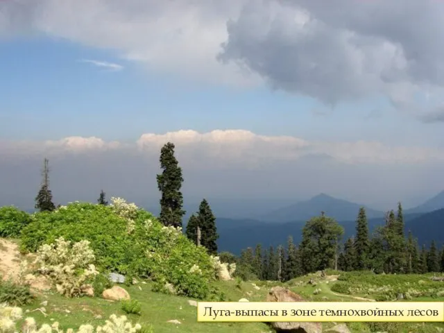 Луга-выпасы в зоне темнохвойных лесов