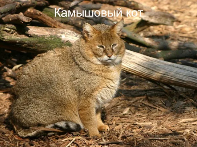 Камышовый кот