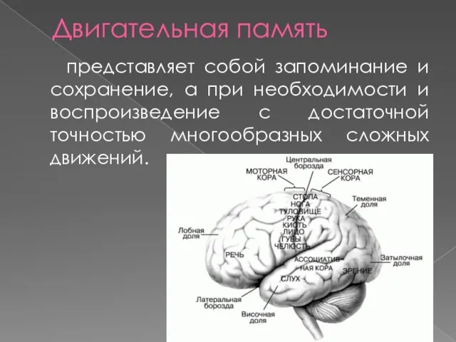 Двигательная память представляет собой запоминание и сохранение, а при необходимости и