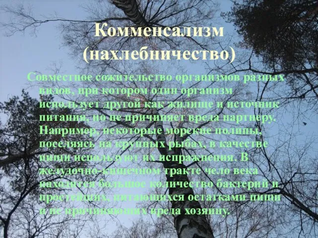 Комменсализм (нахлебничество) Совместное сожительство организмов разных видов, при котором один организм