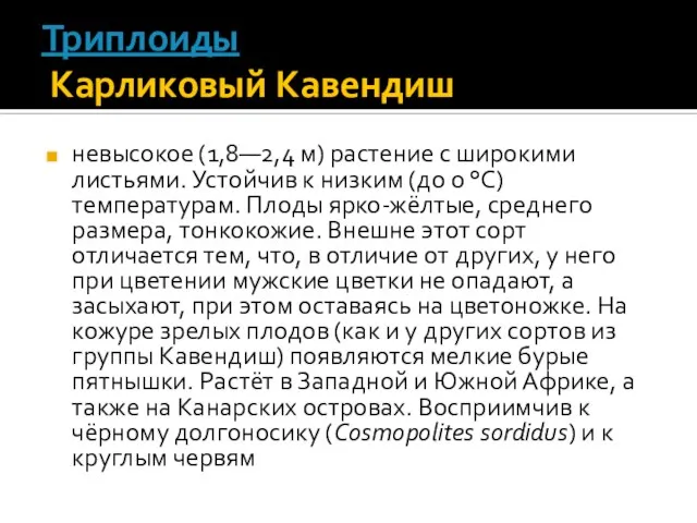 Триплоиды Карликовый Кавендиш невысокое (1,8—2,4 м) растение с широкими листьями. Устойчив