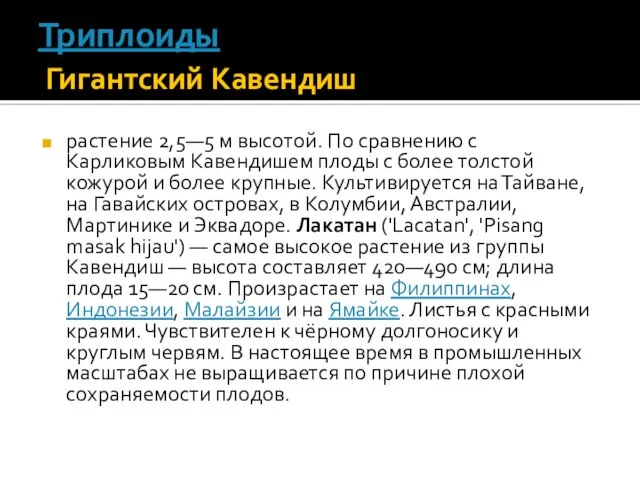 Триплоиды Гигантский Кавендиш растение 2,5—5 м высотой. По сравнению с Карликовым