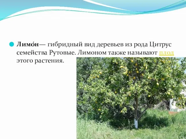 Лимо́н— гибридный вид деревьев из рода Цитрус семейства Рутовые. Лимоном также называют плод этого растения.