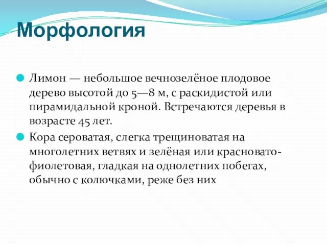 Морфология Лимон — небольшое вечнозелёное плодовое дерево высотой до 5—8 м,