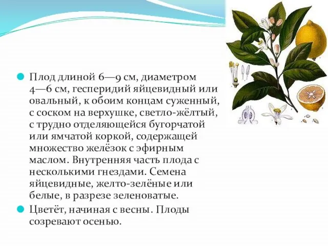 Плод длиной 6—9 см, диаметром 4—6 см, гесперидий яйцевидный или овальный,