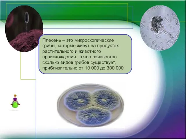 Плесень – это микроскопические грибы, которые живут на продуктах растительного и