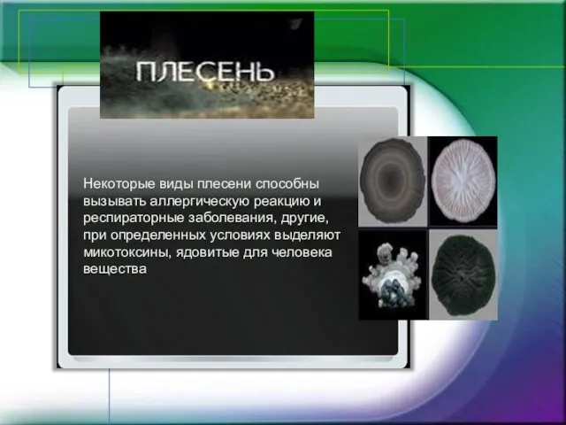 Некоторые виды плесени способны вызывать аллергическую реакцию и респираторные заболевания, другие,