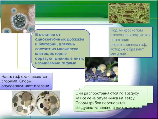 В отличие от одноклеточных дрожжей и бактерий, плесень состоит из множества