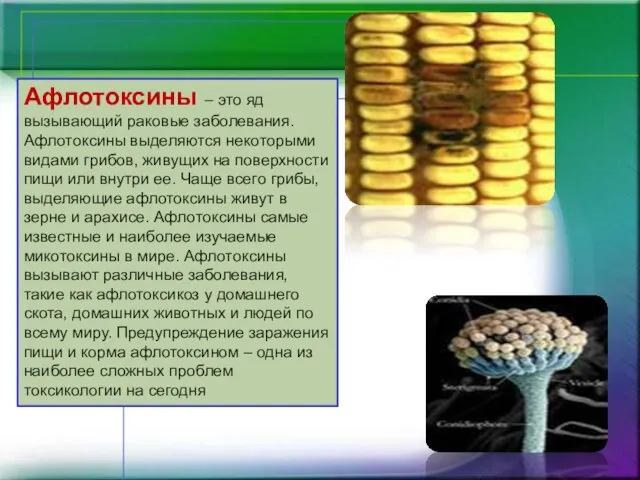 Афлотоксины – это яд вызывающий раковые заболевания. Афлотоксины выделяются некоторыми видами