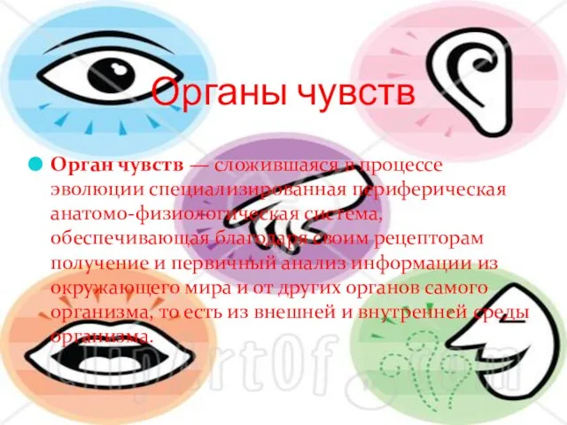 Органы чувств Орган чувств — сложившаяся в процессе эволюции специализированная периферическая