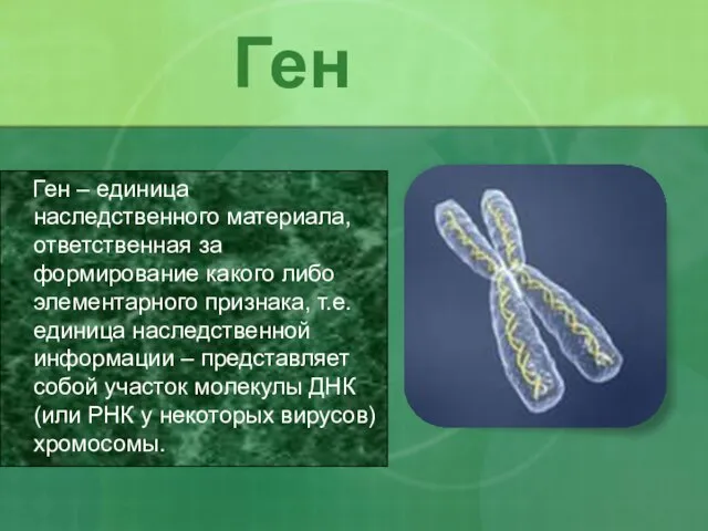 Ген Ген – единица наследственного материала, ответственная за формирование какого либо