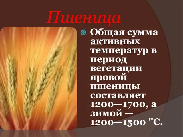 Пшеница Общая сумма активных температур в период вегетации яровой пшеницы составляет
